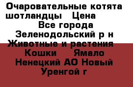 Очаровательные котята шотландцы › Цена ­ 2 000 - Все города, Зеленодольский р-н Животные и растения » Кошки   . Ямало-Ненецкий АО,Новый Уренгой г.